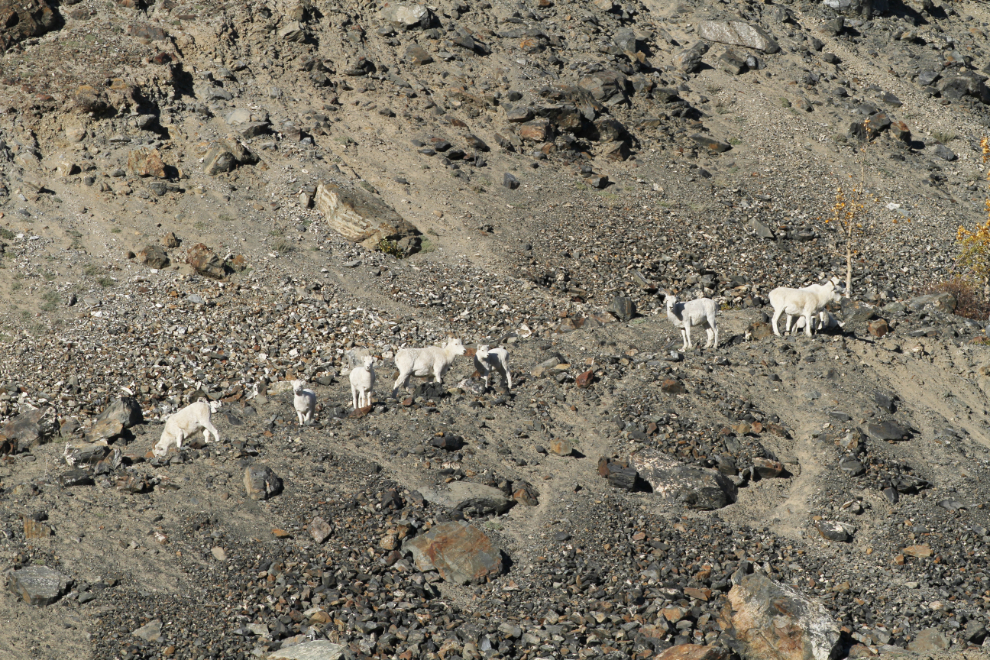 Dall sheep at Sheep Mountain, Yukon