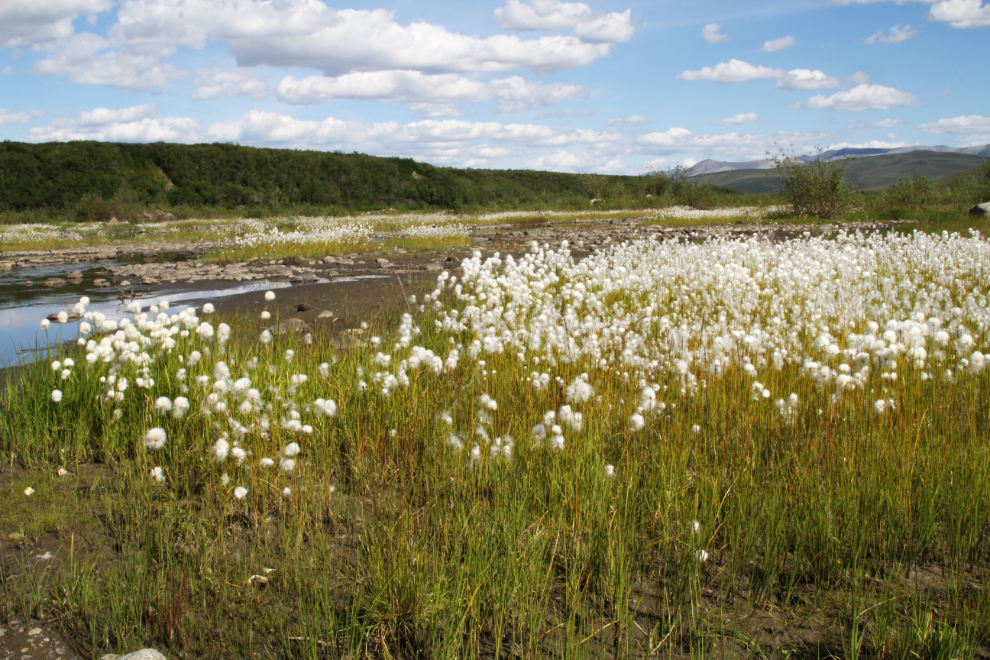 Arctic cotton grass along the Blackstone River, Yukon