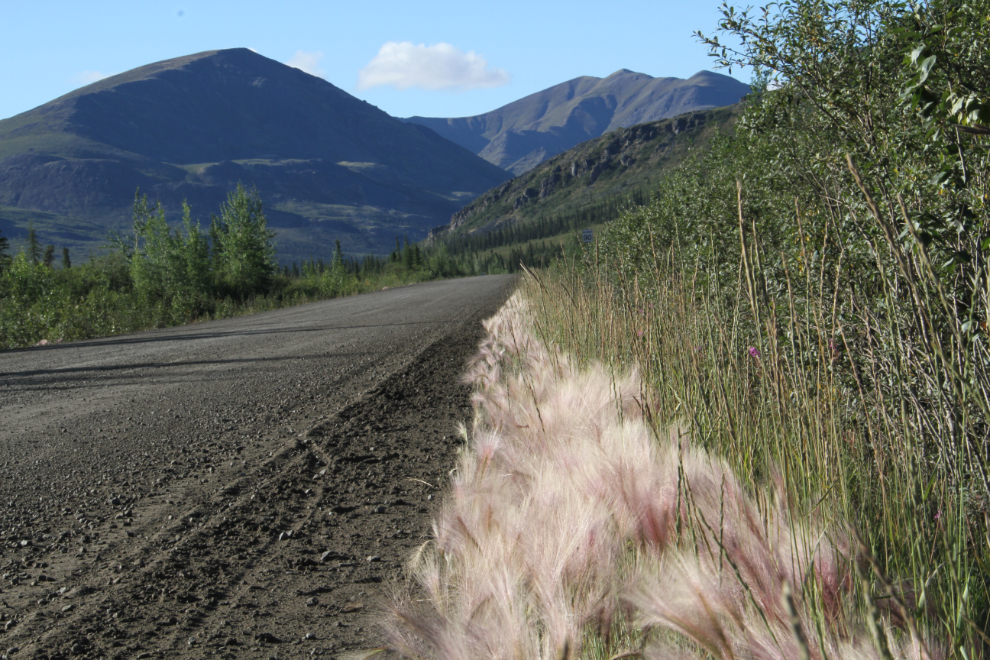 Foxtails along the Dempster Highway, Yukon