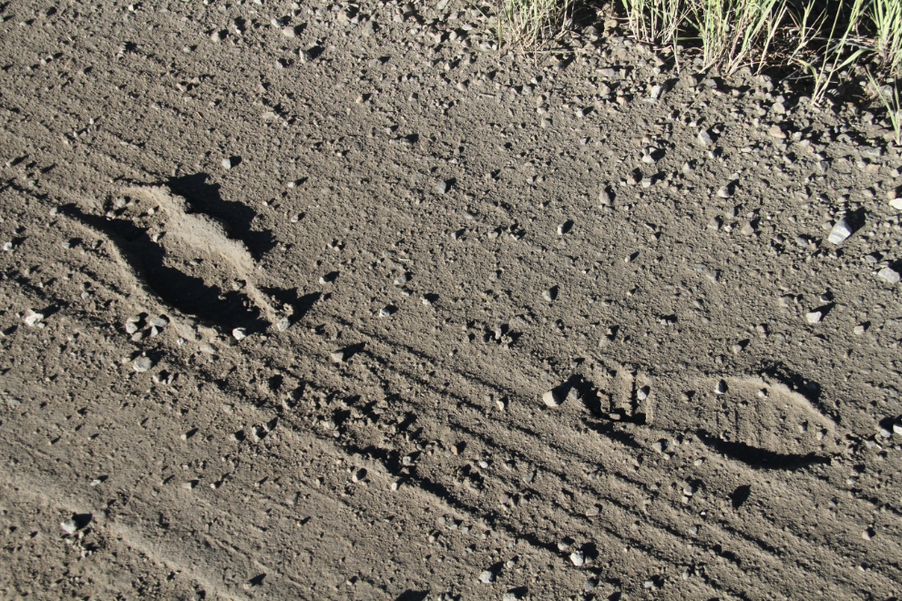 Muddy footprints along the Dempster Highway, Yukon