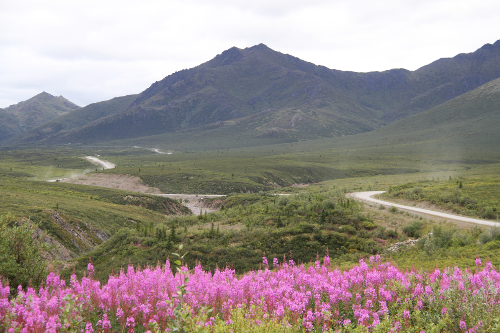Fireweed in bloom along the Yukon's Dempster Highway