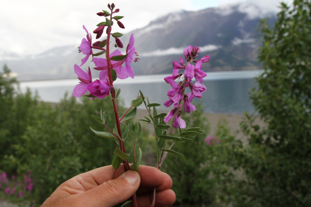 Wildflowers at Kluane Lake, Yukon