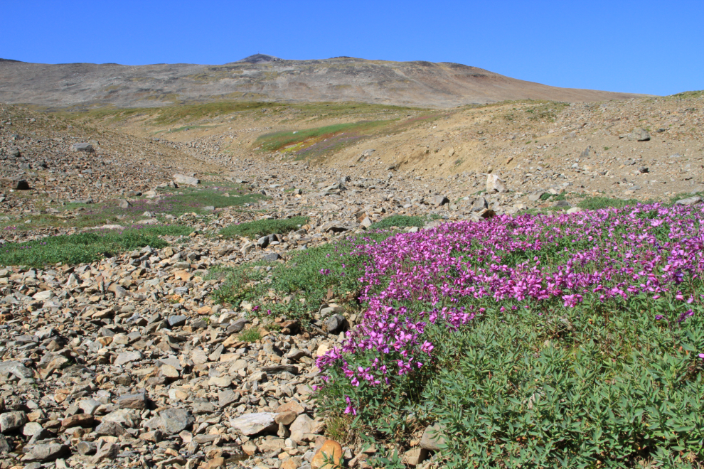 Dwarf fireweed near Paddy Peak, BC / Yukon border