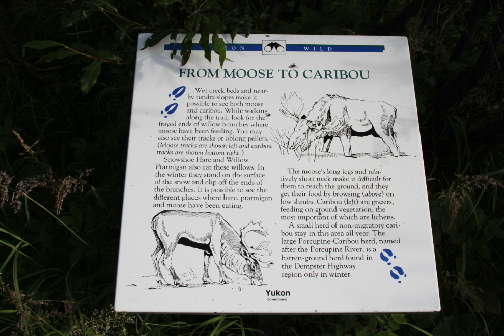 Moose and caribou interpretive panel on the Edge of the Arctic Interpretive Trail, Tombstone Territorial Park