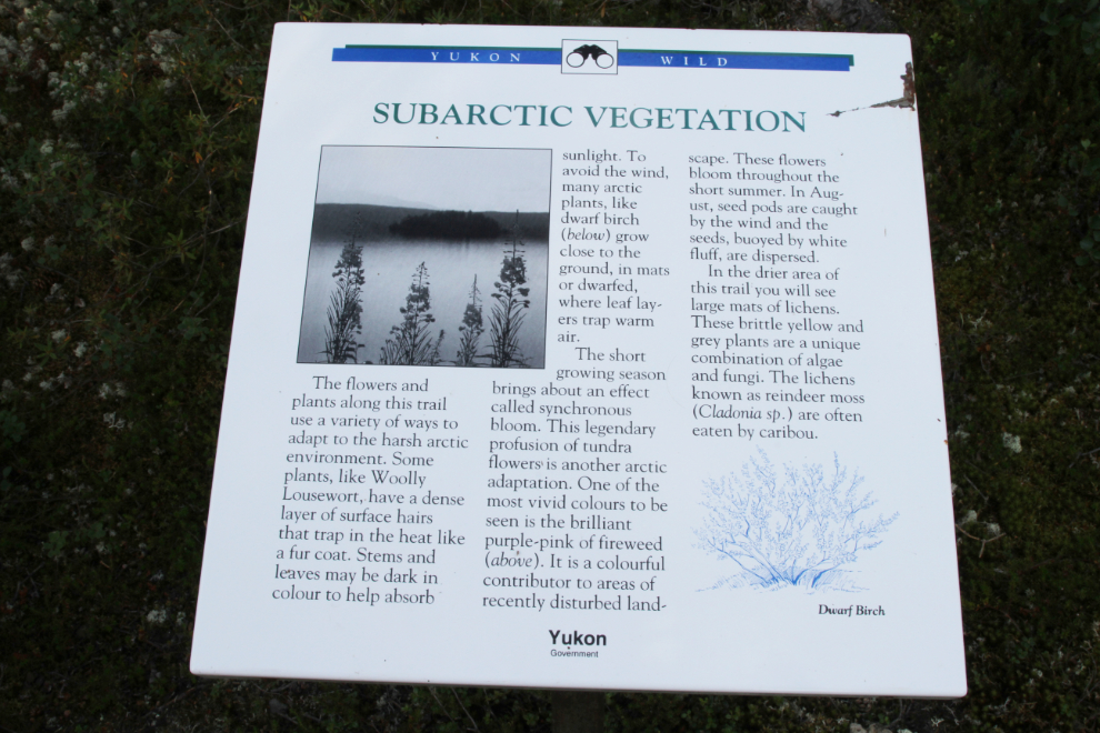 Subarctic vegetation interpretive panel on the Edge of the Arctic Interpretive Trail, Tombstone Territorial Park