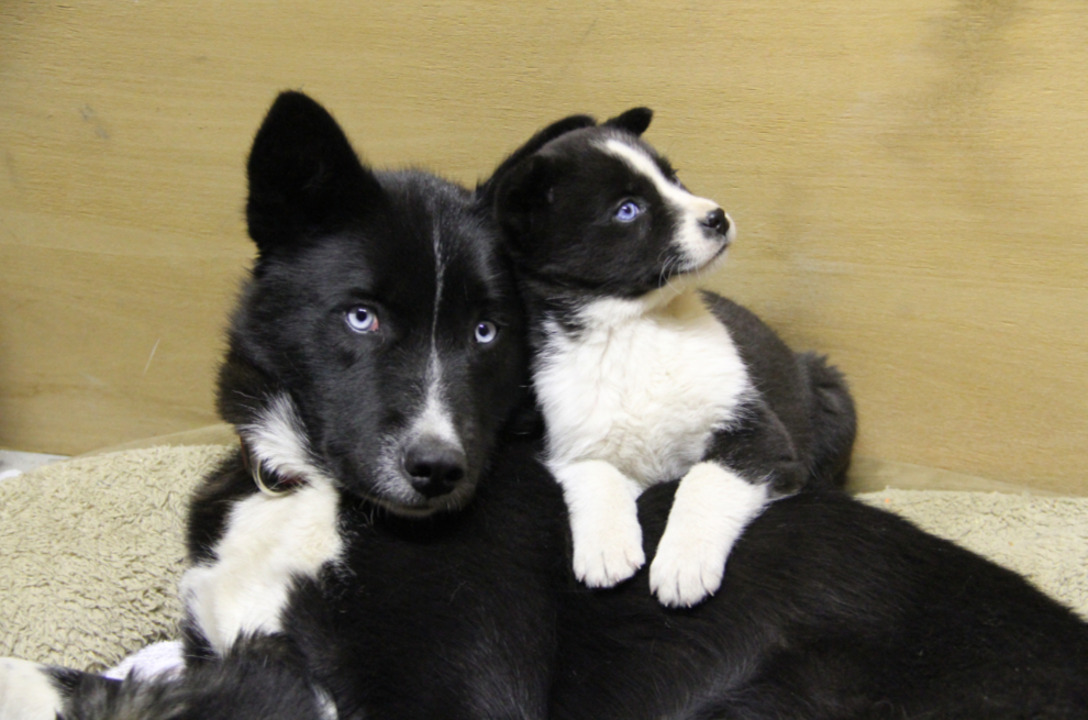 Rescued husky and one of her puppies