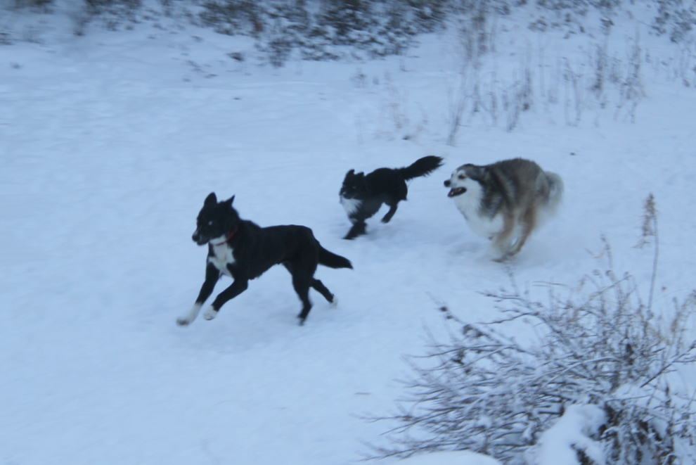 Rescued husky playing with my dogs