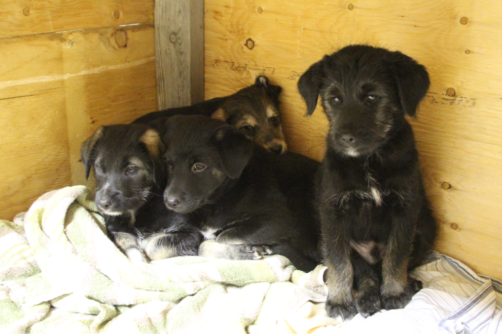 The Fabric litter of rescue puppies from YARN