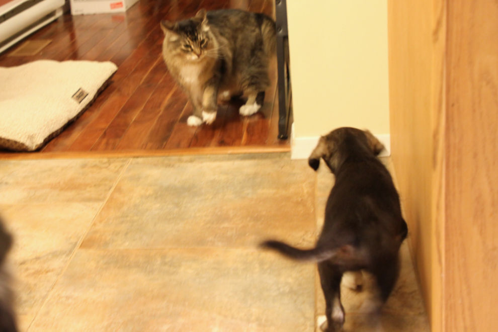 Cat and puppy - who is in charge?