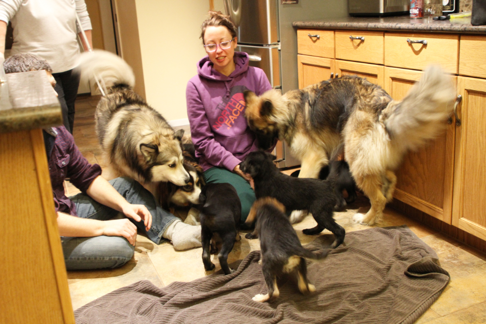 9 dogs (all rescues, 7 of them from YARN) playing in the house