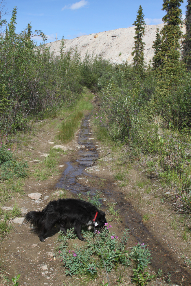 Moose Trail at Faro, Yukon