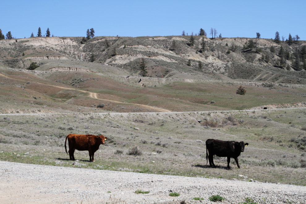 Cows at Farwell Canyon, BC