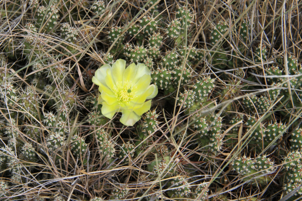 Cactus flowering at Farwell Canyon, BC