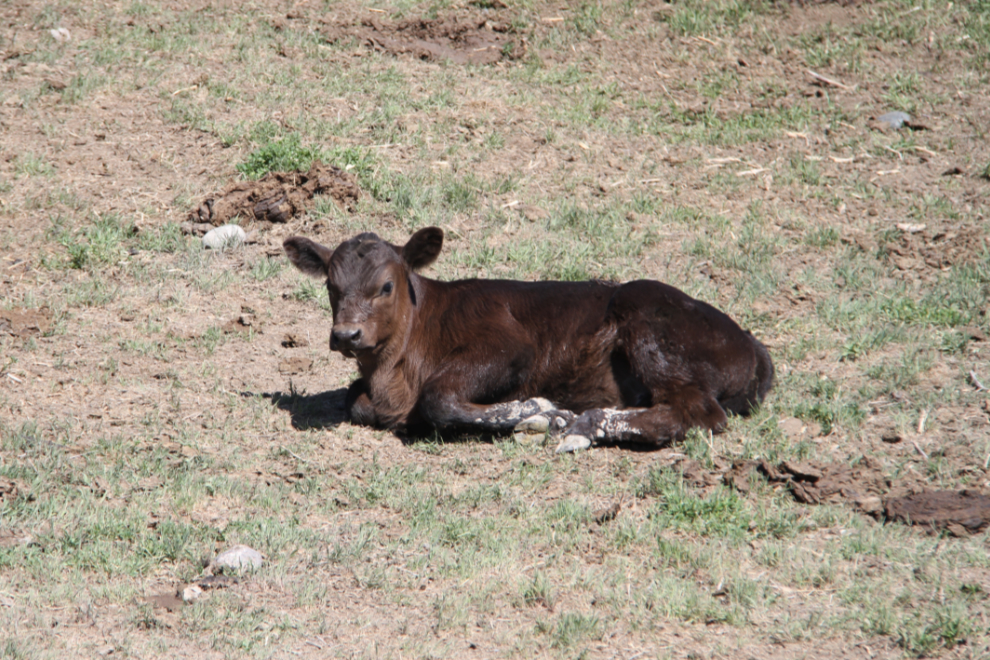 New calf in BC's Cariboo