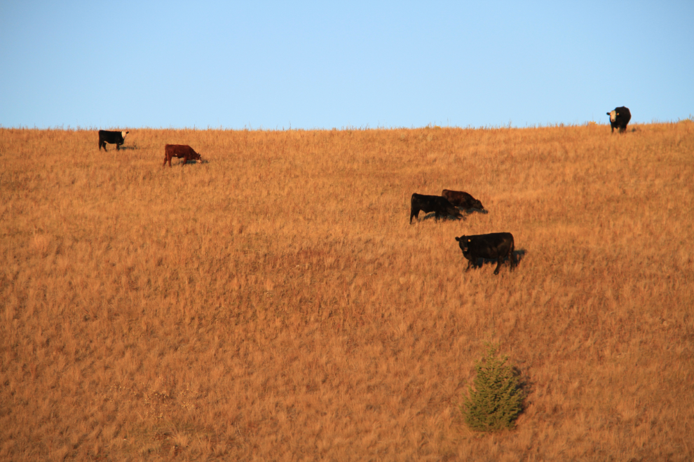 Cows along the Farwell Canyon Road