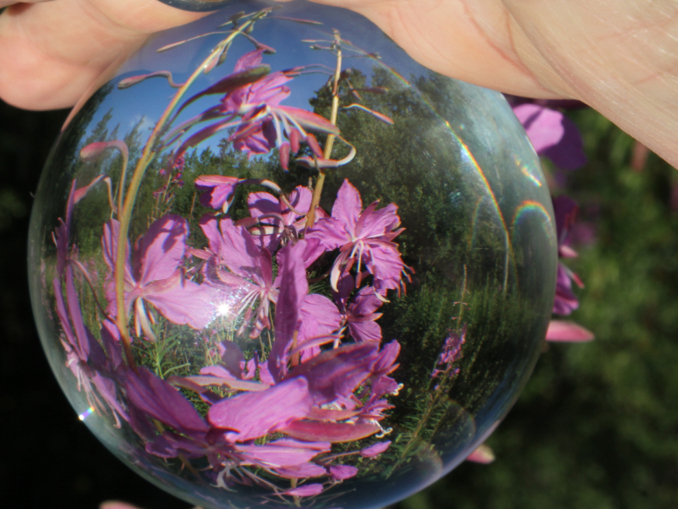 Fireweed shot with a Lensball
