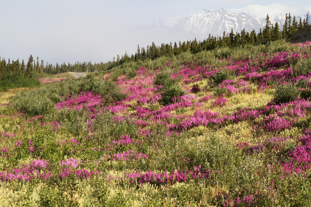 Flowers along the Alaska Highway at Kluane Lake