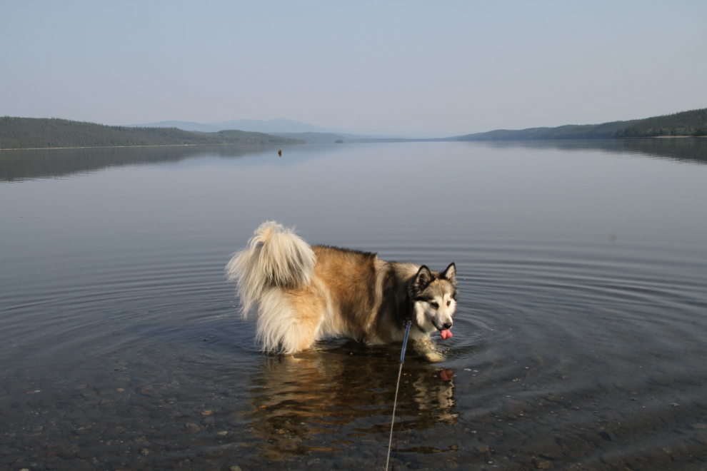 Dog wading in Frances Lake, Yukon