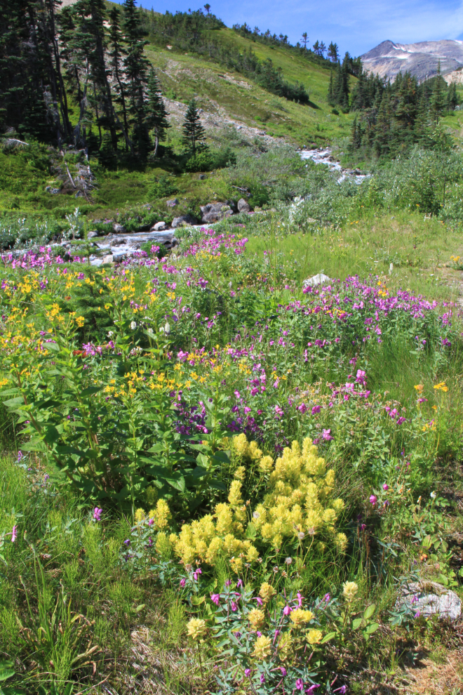 Wildflowers on the trail to Fraser Lake, BC