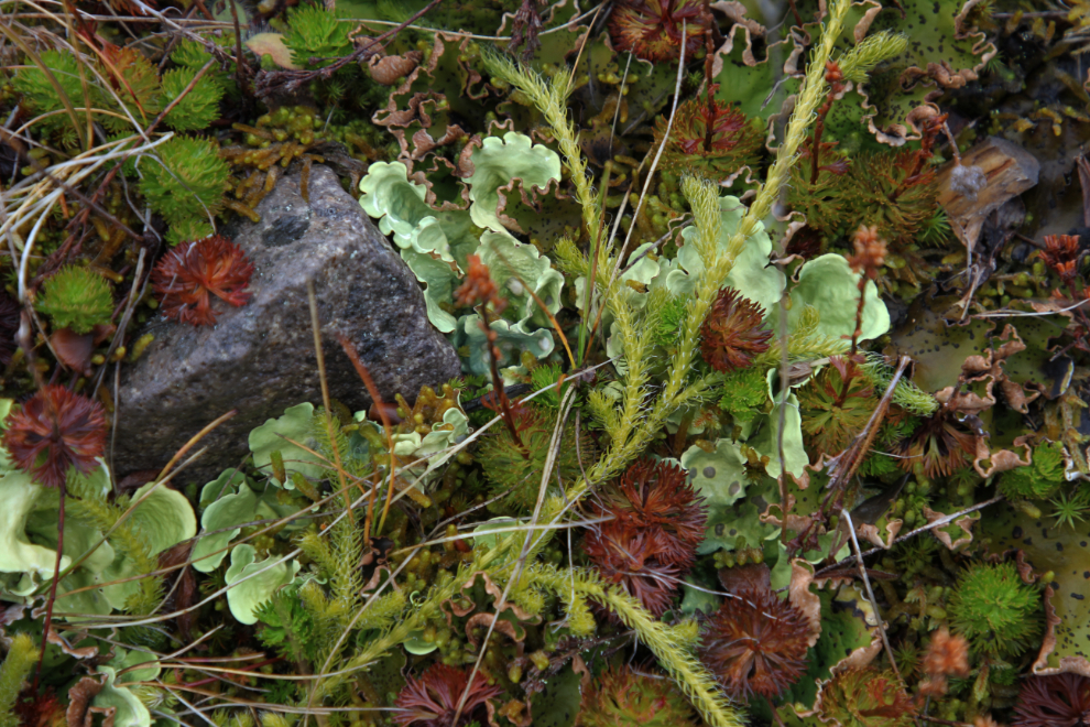 Bryant Lake trail - lichens and fungi