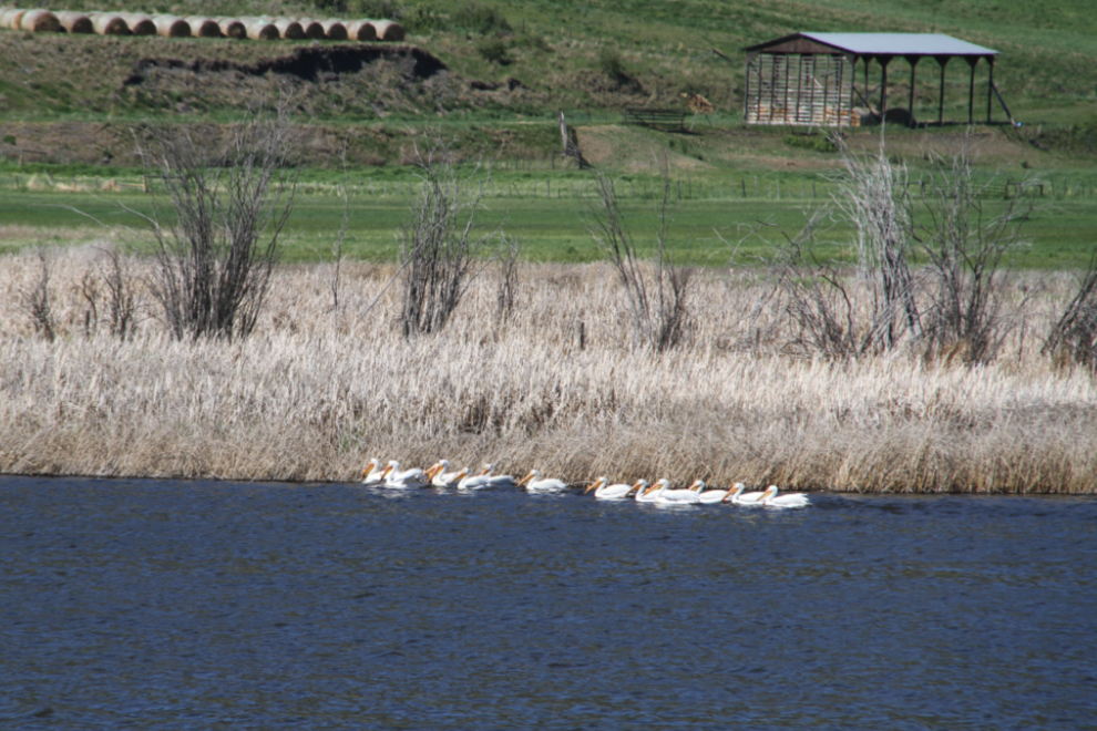 American White Pelicans at Alkali Lake Ranch, BC