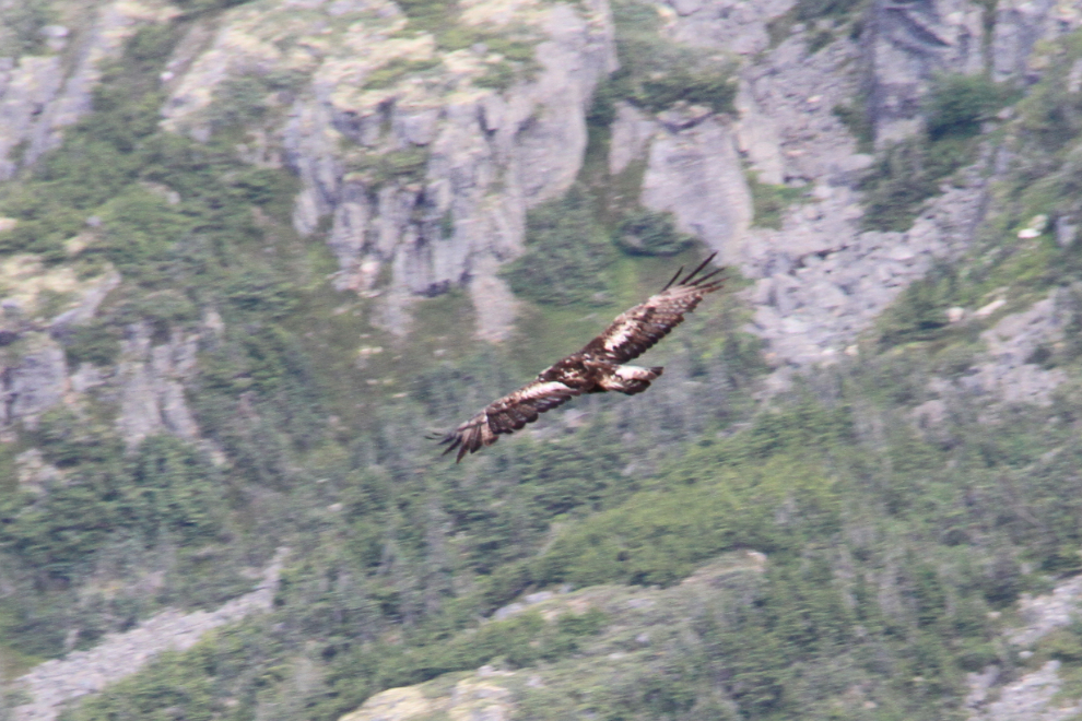 olden eagle (Aquila chrysaetos) at Mine Mountain, Alaska