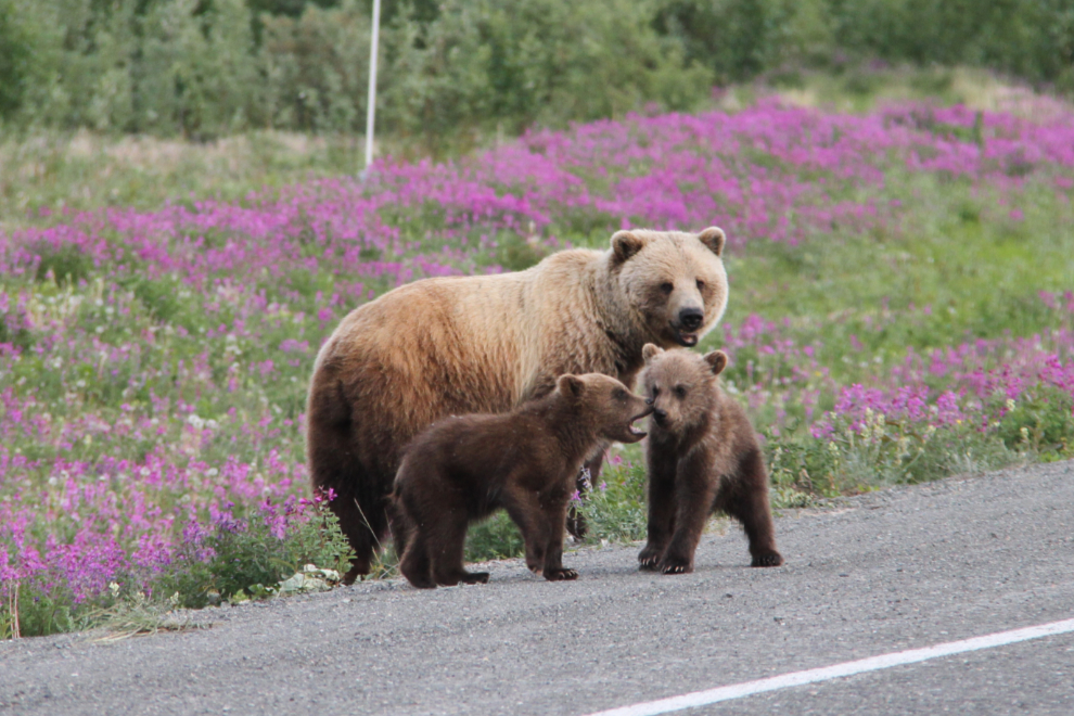 A grizzly bear family alkong the Alaska Highway at Kluane Lake