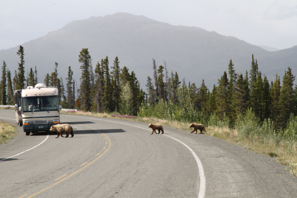 Grizzly bears crossing the Alaska Highway at Kluane Lake, Yukon