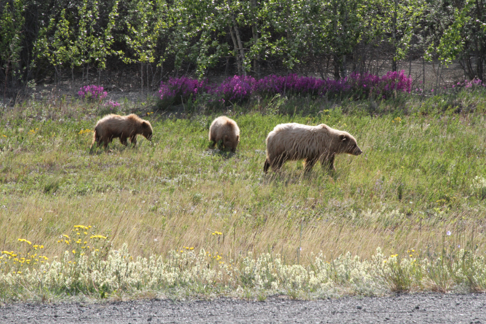 Grizzly bears beside the Alaska Highway at Kluane Lake, Yukon