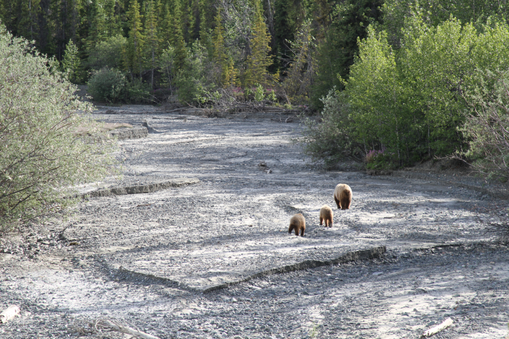 Grizzly bears at Congdon Creek, Yukon