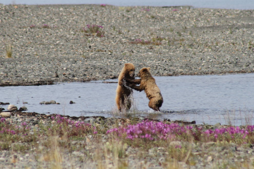Grizzly bears at Kluane Lake, Yukon