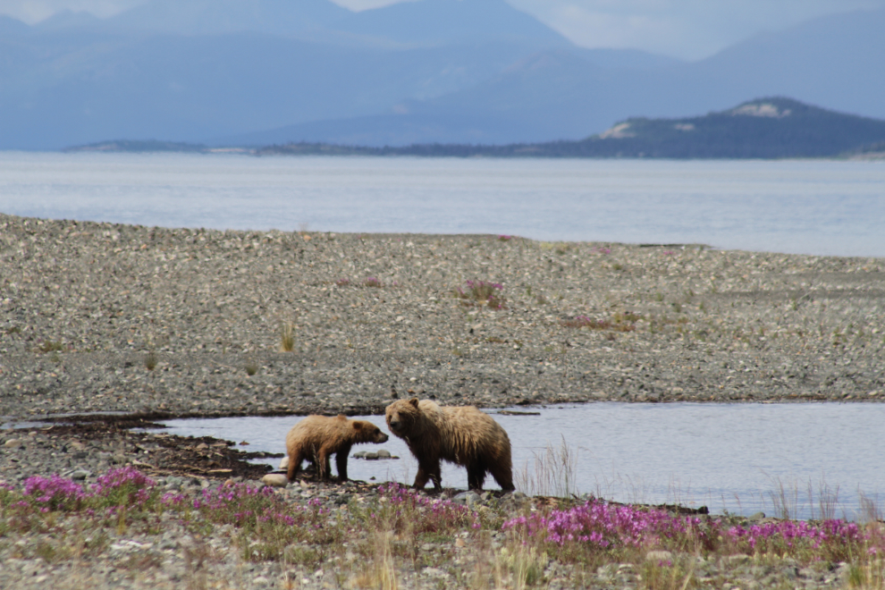 Grizzly bears at Kluane Lake, Yukon