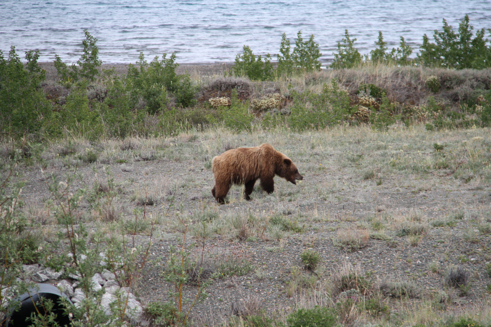 Grizzly bear along the Alaska Highway at Kluane Lake, Yukon