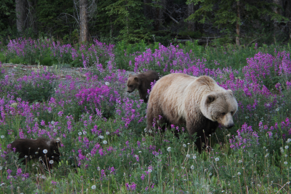 Grizzly bear with new twins along the Alaska Highway at Kluane Lake, Yukon