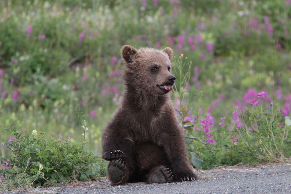 Grizzly bear cub along the Alaska Highway at Kluane Lake, Yukon