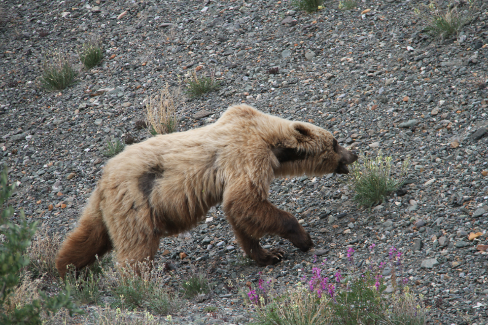 Grizzly bear along the Alaska Highway at Kluane Lake