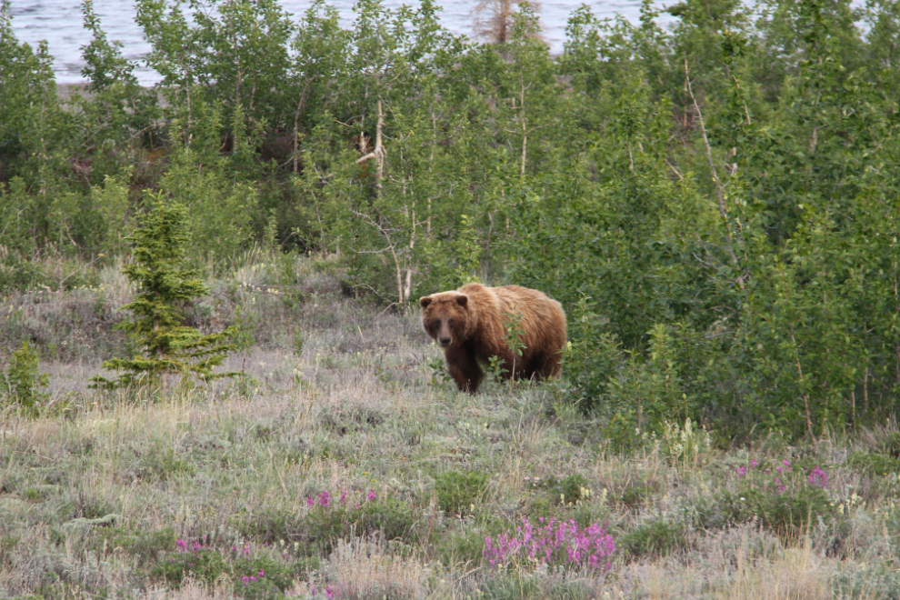 Grizzly bear along the Alaska Highway at Kluane Lake, Yukon