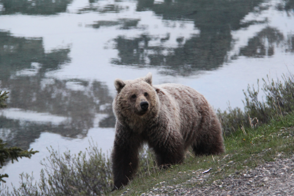 Grizzly at Bow Lake on the Icefields Parkway