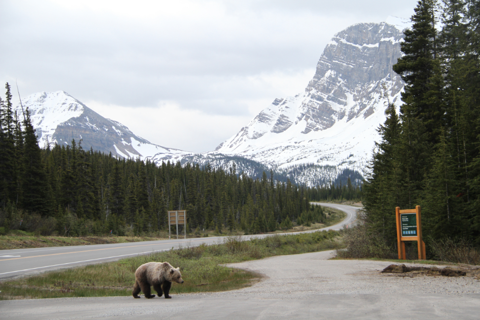 Grizzly bear at Bow Lake on the Icefields Parkway, Alberta