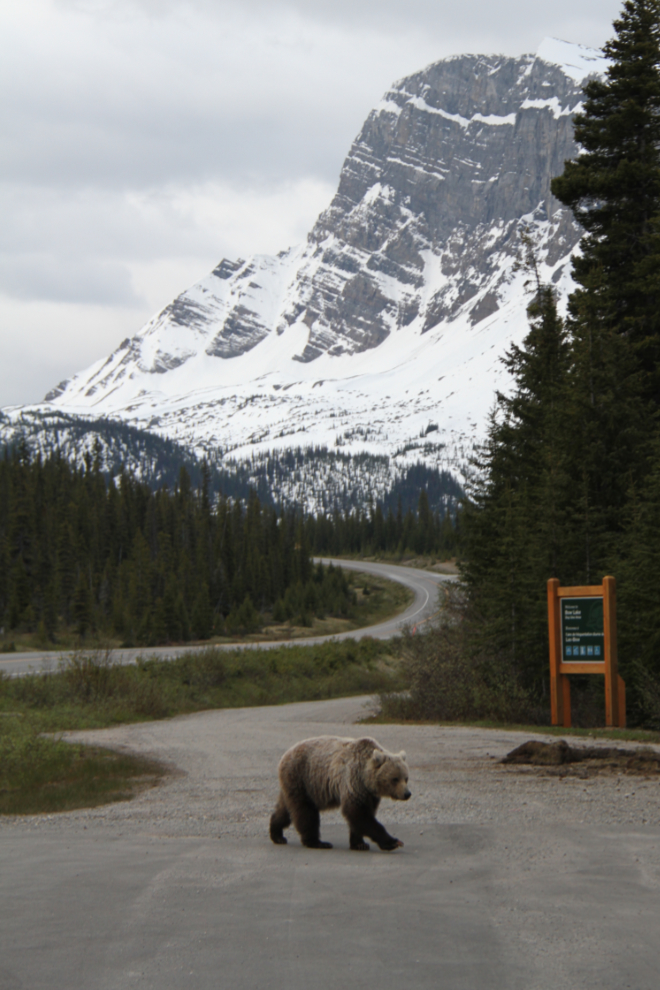 Grizzly on the Icefields Parkway