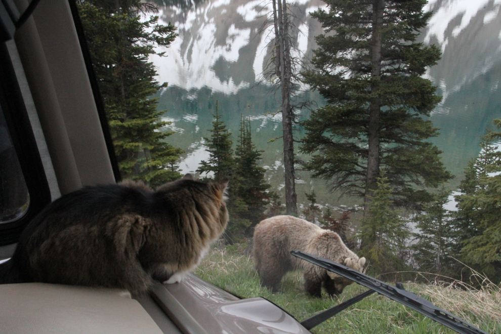 My cat with a grizzly bear at Bow Lake on the Icefields Parkway, Alberta