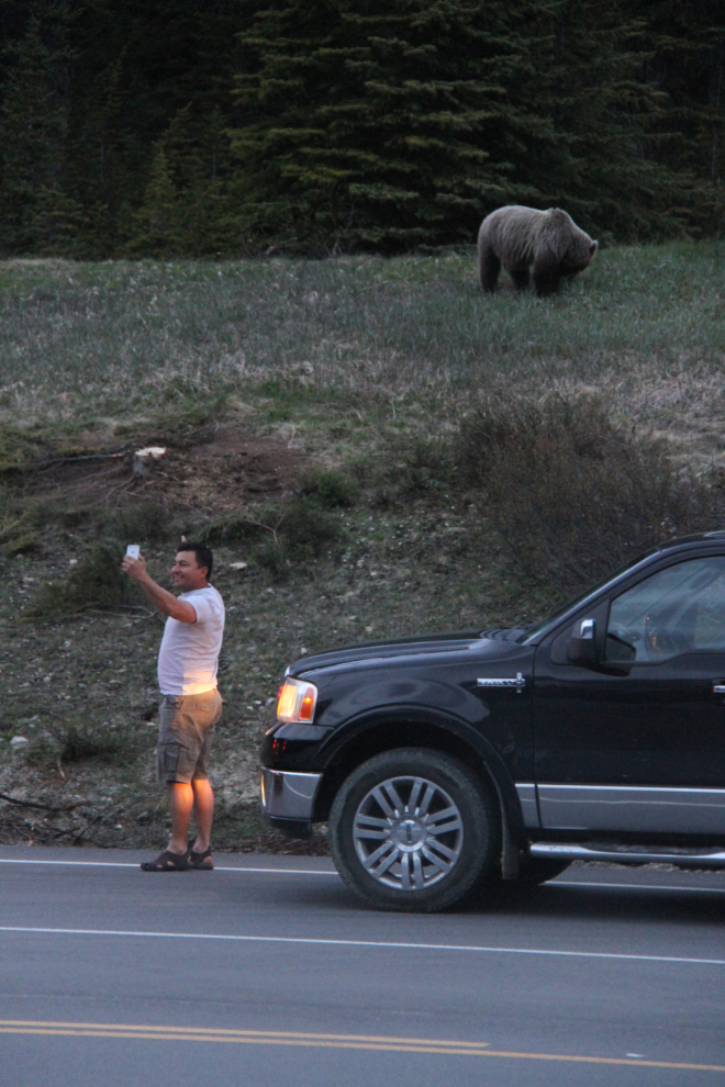Shooting a selfie with a Grizzly bear at Bow Lake on the Icefields Parkway, Alberta