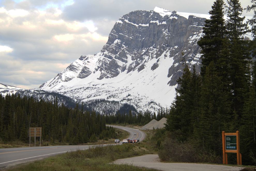 A traffic jam at Bow Lake on the Icefields Parkway, Alberta, caused by a grizzly