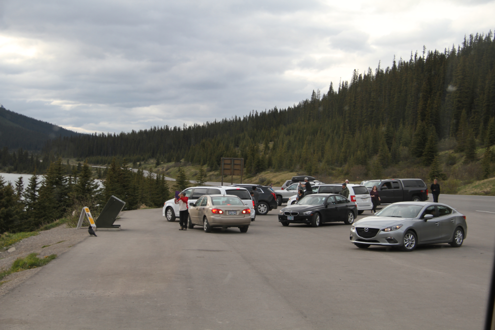 Cars watching a grizzly bear at Bow Lake on the Icefields Parkway, Alberta