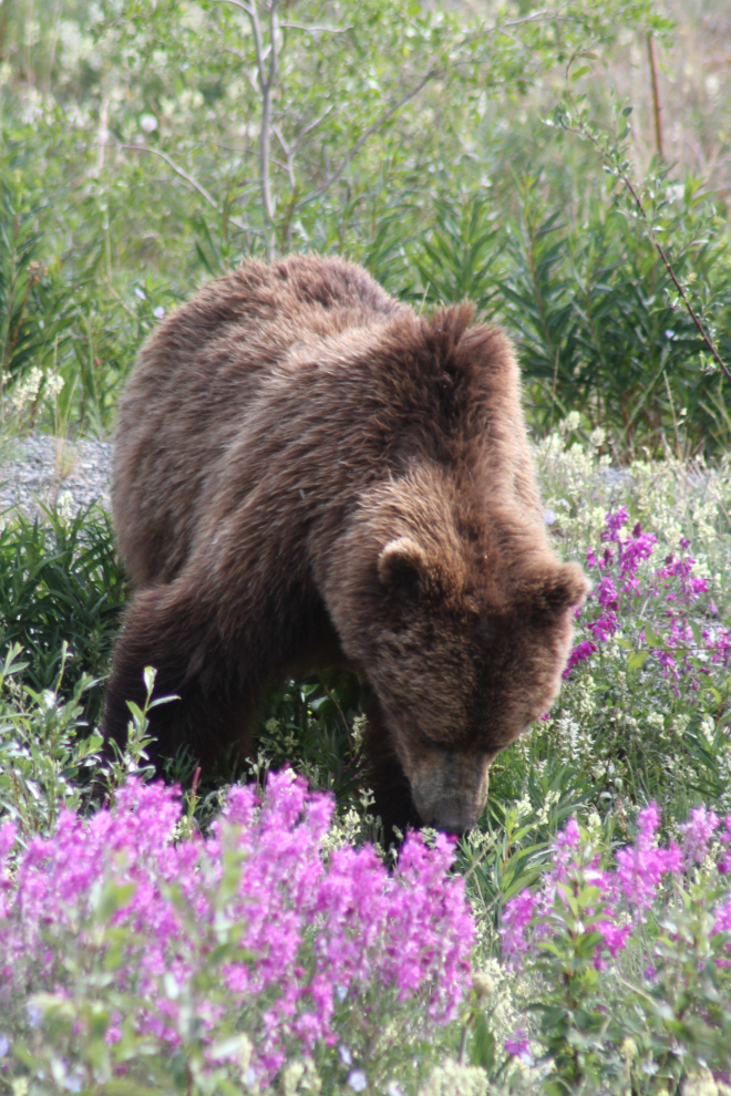 Grizzly bear at Kluane Lake, Yukon
