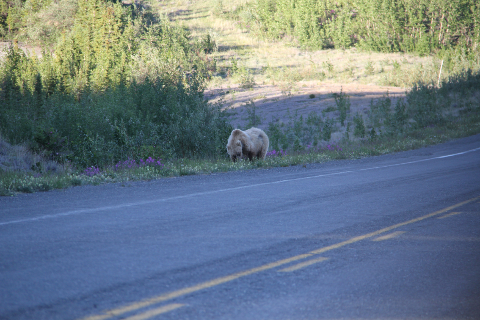 Grizzly along the Alaska Highway at Kluane Lake