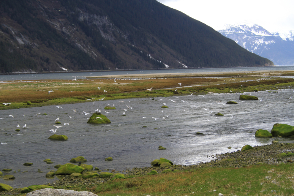 Gulls at the mouth of the Chilkoot River, Alaska