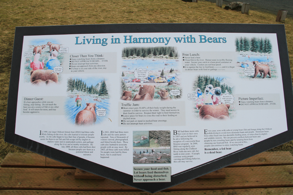 Tourism is bad for brown bears at Haines, Alaska