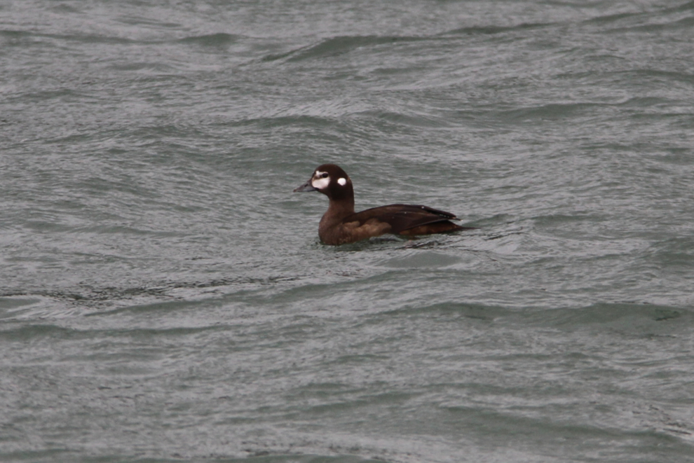 Harlequin duck (Histrionicus histrionicus) at Dezadeash Lake Campground, Yukon