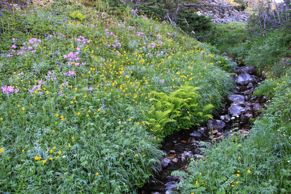 Wildflowers on Mine Mountain, Alaska